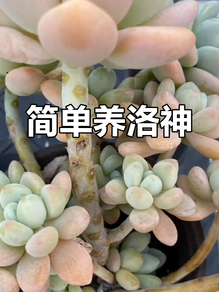 洛神多肉养护技巧