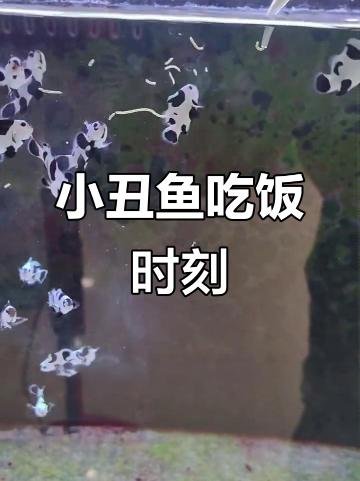 熊猫小丑鱼喂食日常,萌宠干饭大作战