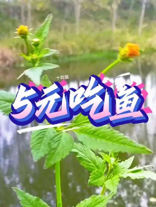 5元吃鱼,每天都吃鱼!今天钓的土金色大板鲫,送粉丝小姐姐鱼获