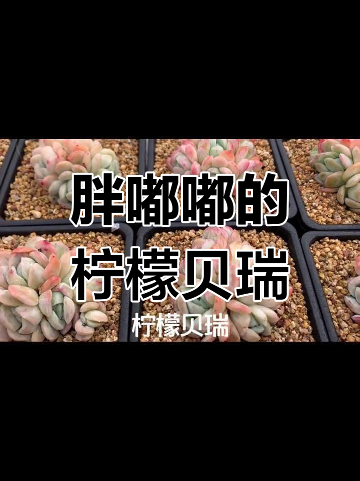 柠檬贝瑞:肥厚多肉,暗纹迷人,香气扑鼻