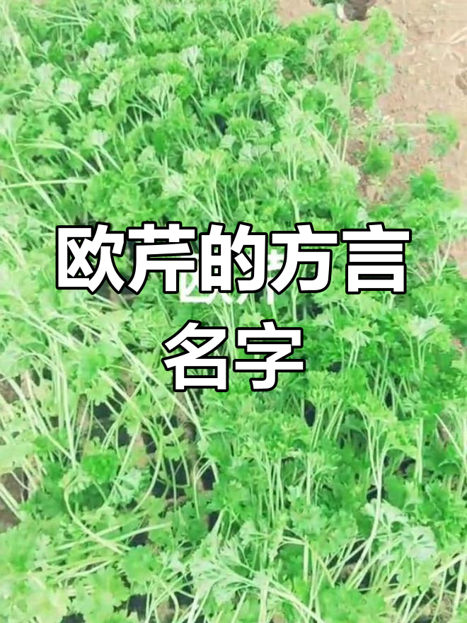 黄金菜与狗屎菜的奇妙命运