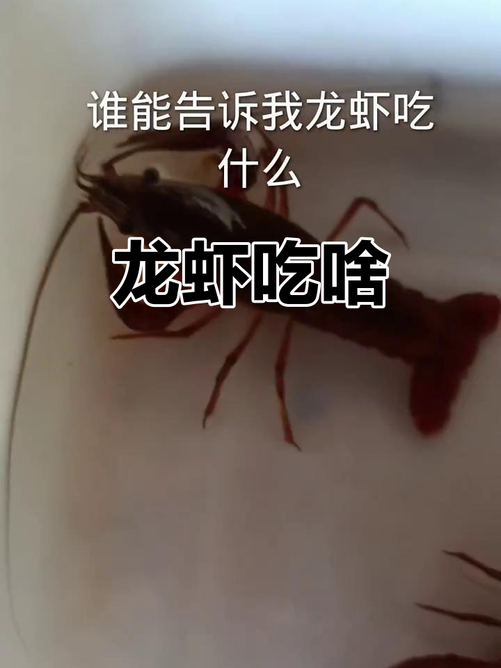 龙虾到底吃什么？揭秘它们的饮食秘密