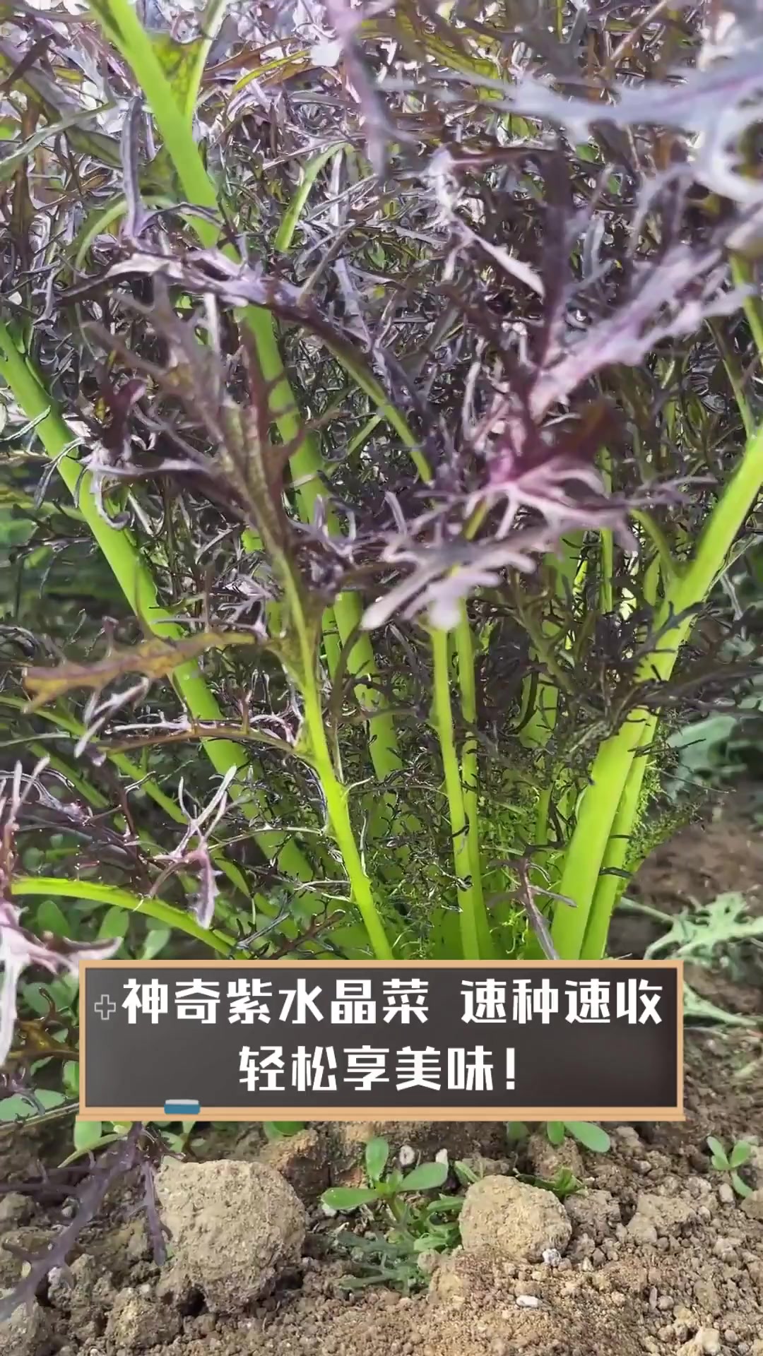 神奇紫水晶菜,速种速收,轻松享美味!