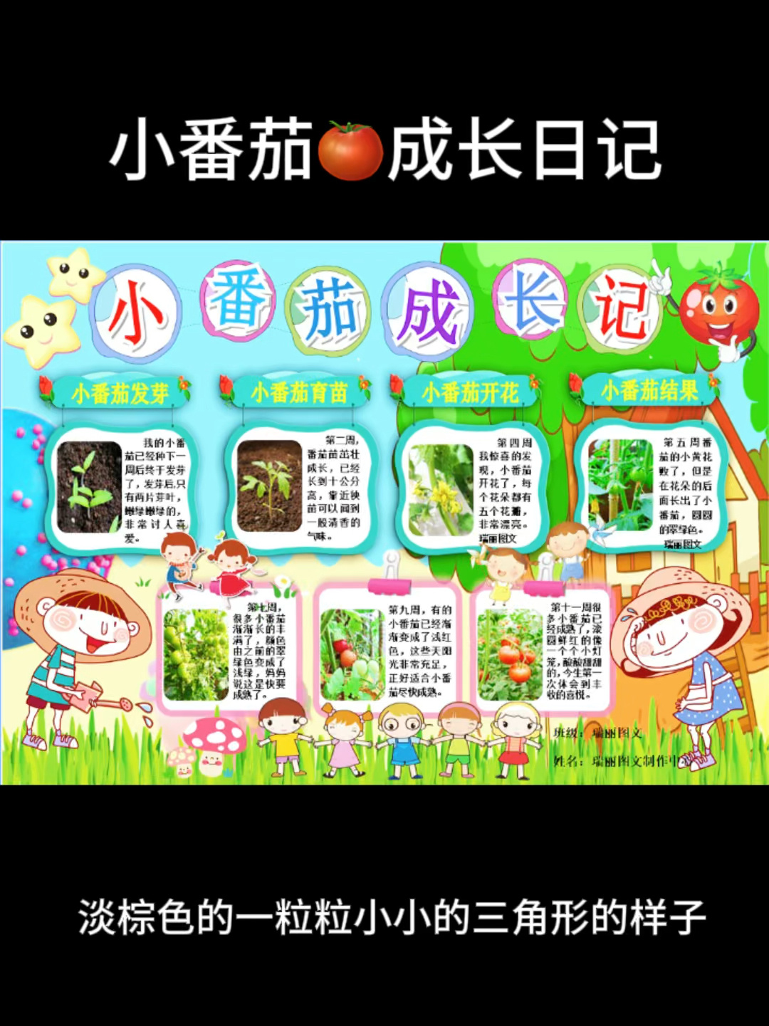 小番茄成长观察日记圣女果种植记录手抄报