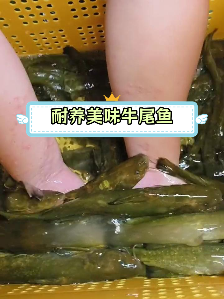 牛尾巴鱼:南北皆宜的杂食性鱼类