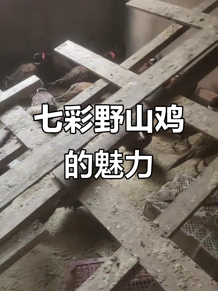 七彩野山鸡,联系自然与生活的纽带