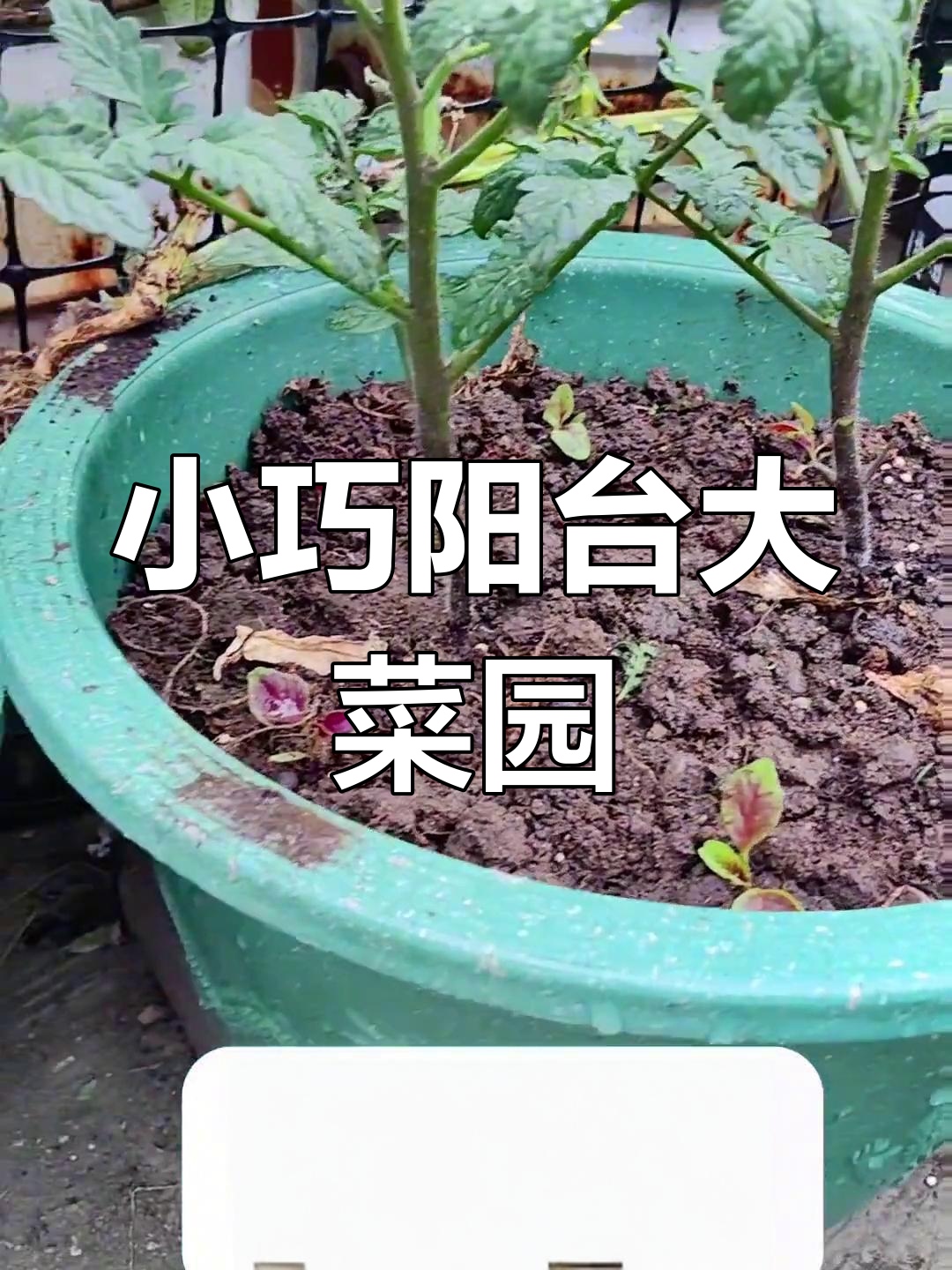 阳台种菜小技巧,轻松打造私家菜园