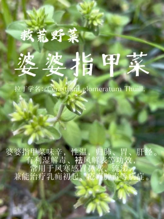 春天的野菜-婆婆指甲菜