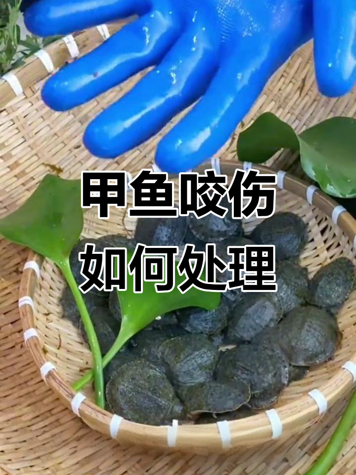 被甲鱼咬了怎么办?教你轻松应对