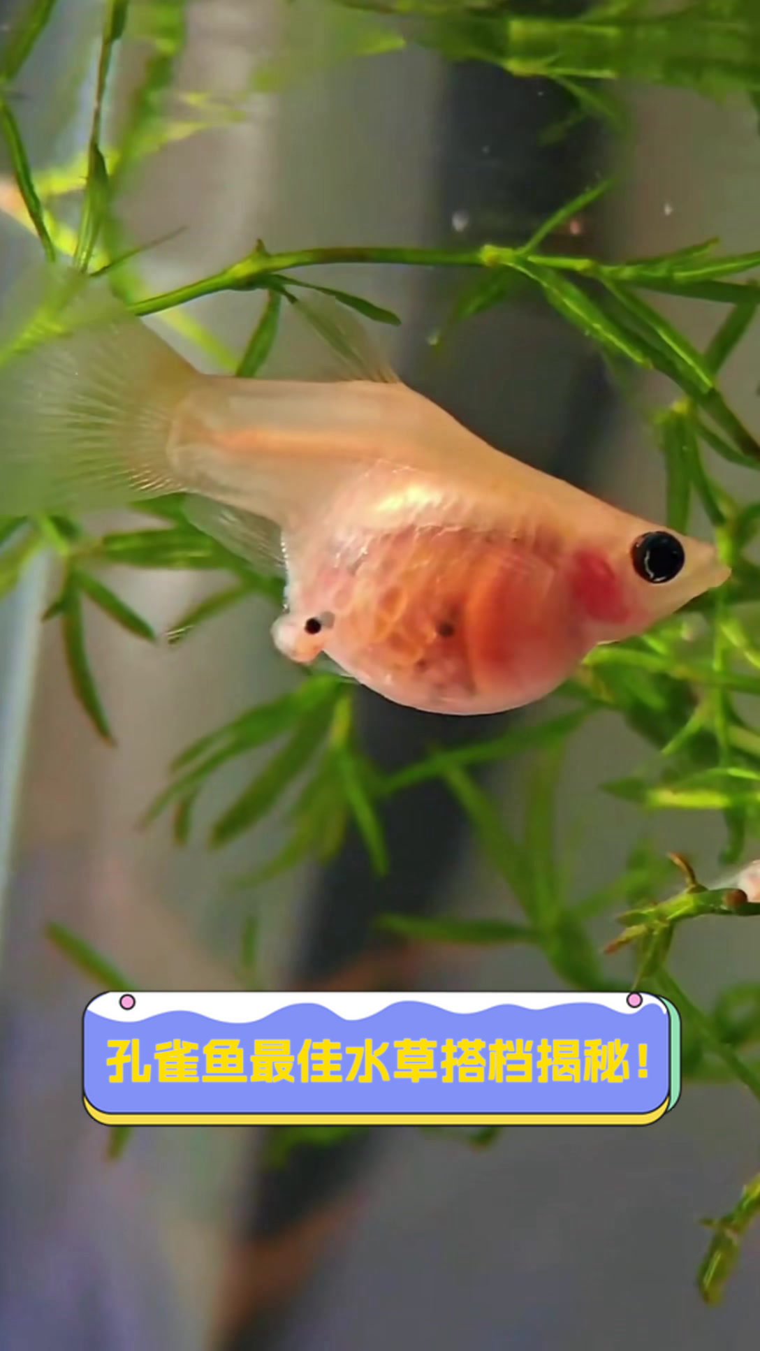 孔雀鱼最佳水草搭档揭秘!