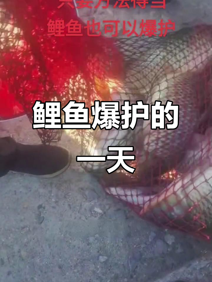 东台峪水库鲤鱼爆护,沂源利大师分享钓鱼心得
