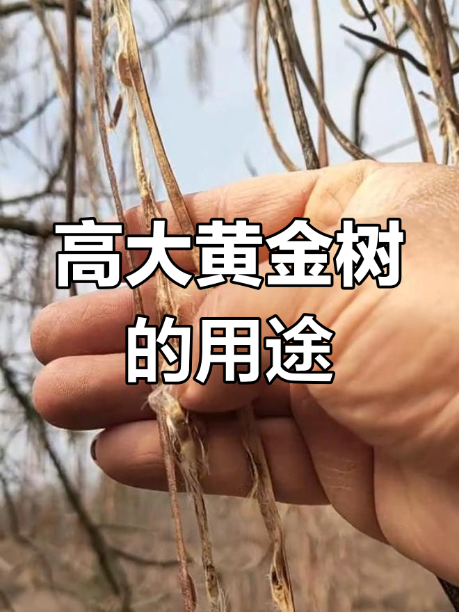黄金树:高大的紫葳科乔木,种子和木材皆有药用价值
