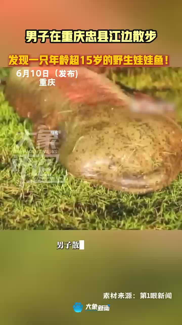 男子在重庆忠县江边散步，发现一只15岁野生娃娃鱼