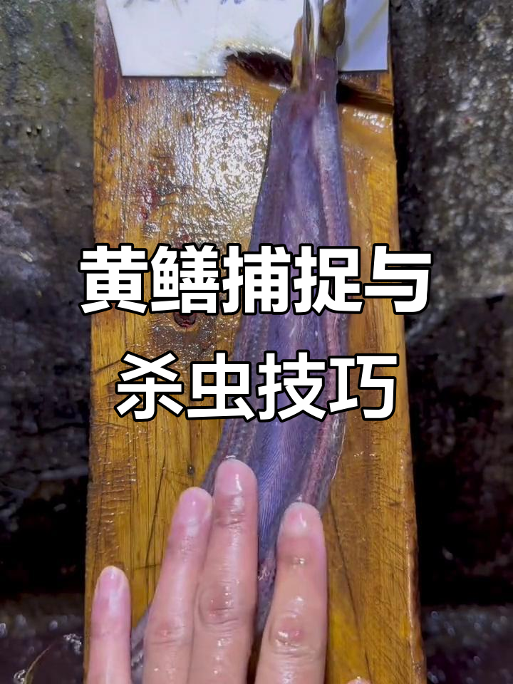 农村抓鳝鱼技巧大揭秘,黄鳝寄生虫如何处理