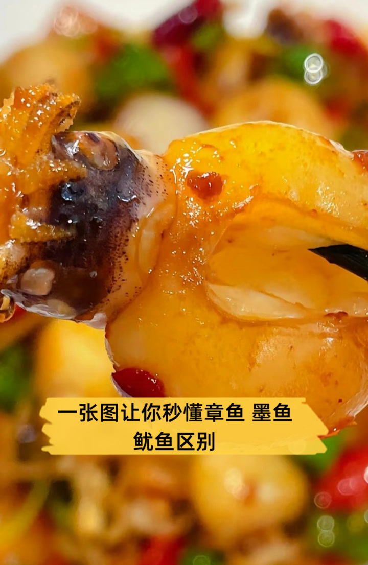 一张图让你秒懂章鱼,墨鱼,鱿鱼区别