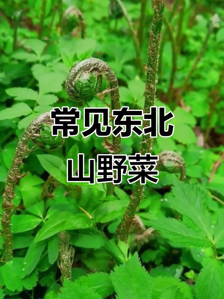 东北人必知18种山野菜，看看你认识几种？