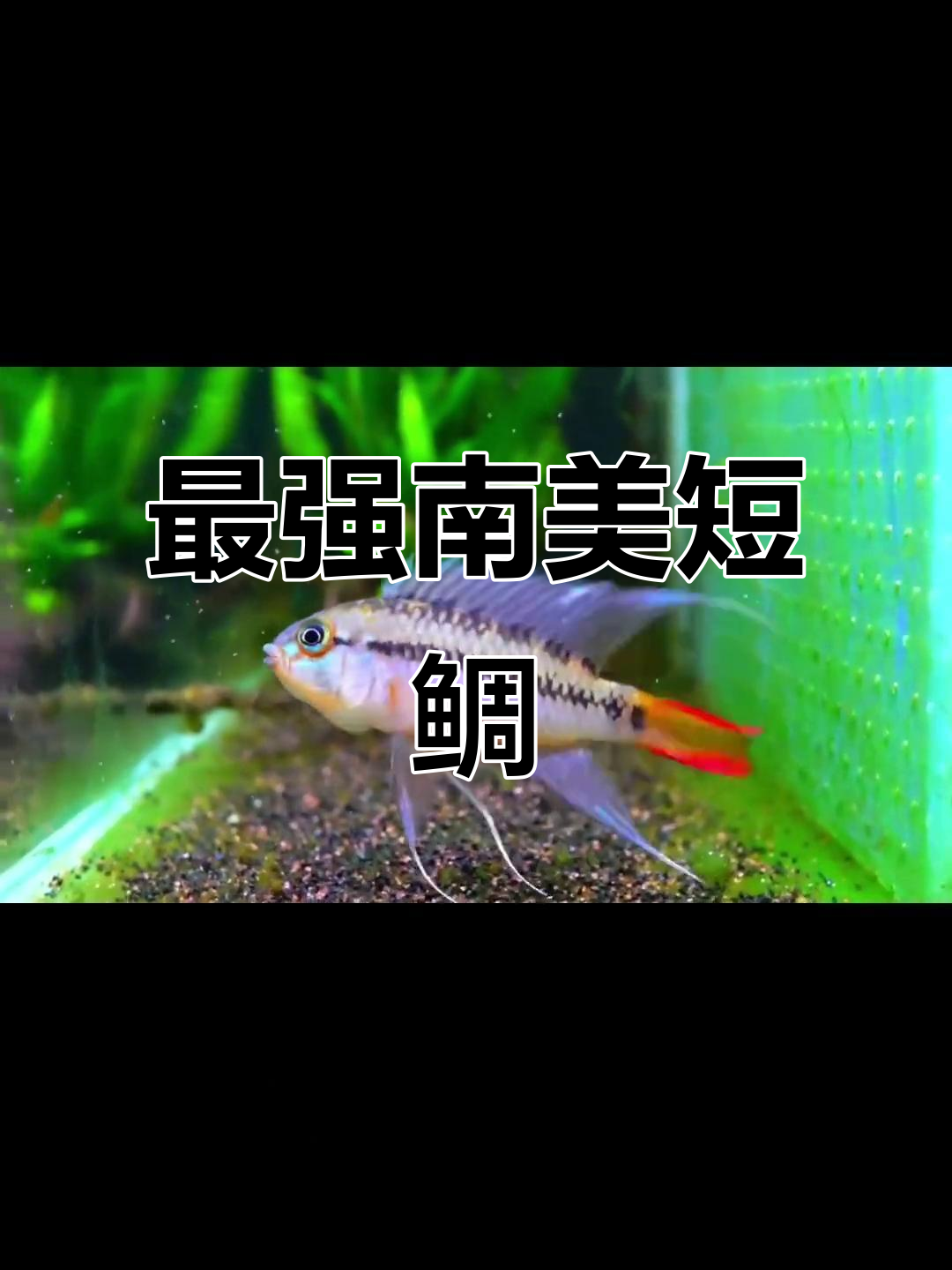 南美短鲷:最耐养的观赏鱼,繁殖力惊人