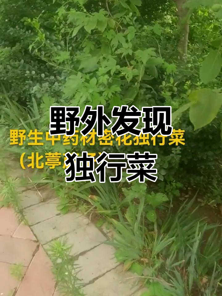 田间寻宝:野生北葶苈子,宣肺平喘、清热止血的宝藏药材