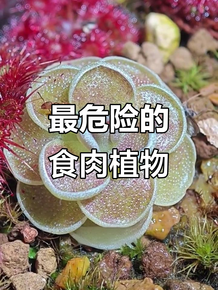 10种食肉植物大揭秘,看看这些“吃人”花有多可怕