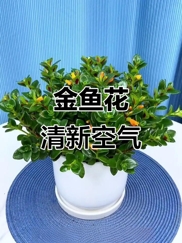 金鱼吊兰:开花香气四溢,家里养一盆既美观又实用