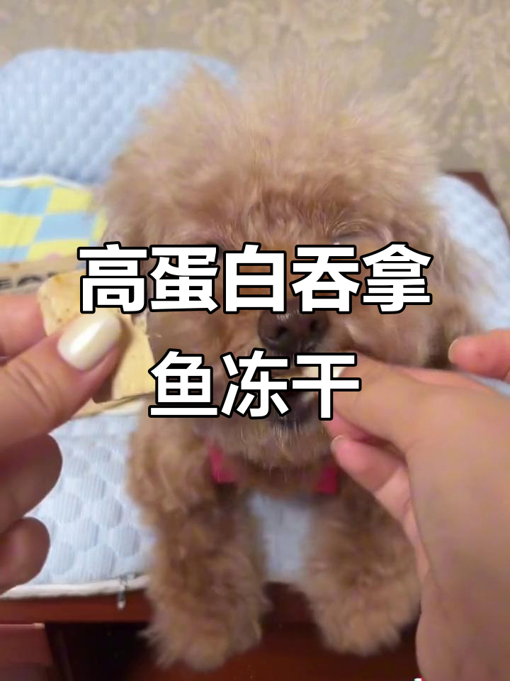 酥脆吞拿鱼冻干，狗狗超爱吃！满满蛋白质补充