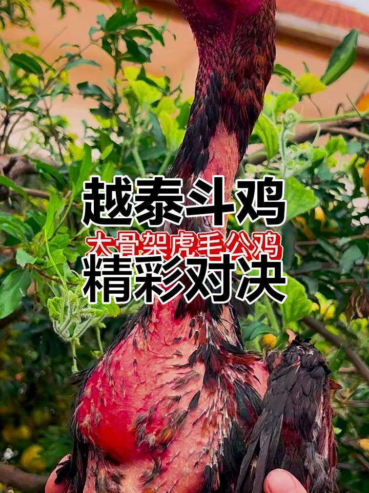 越南泰国斗鸡大比拼,公鸡激烈争锋!