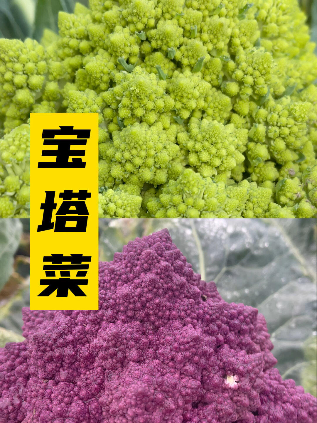 宝塔菜好看又好吃