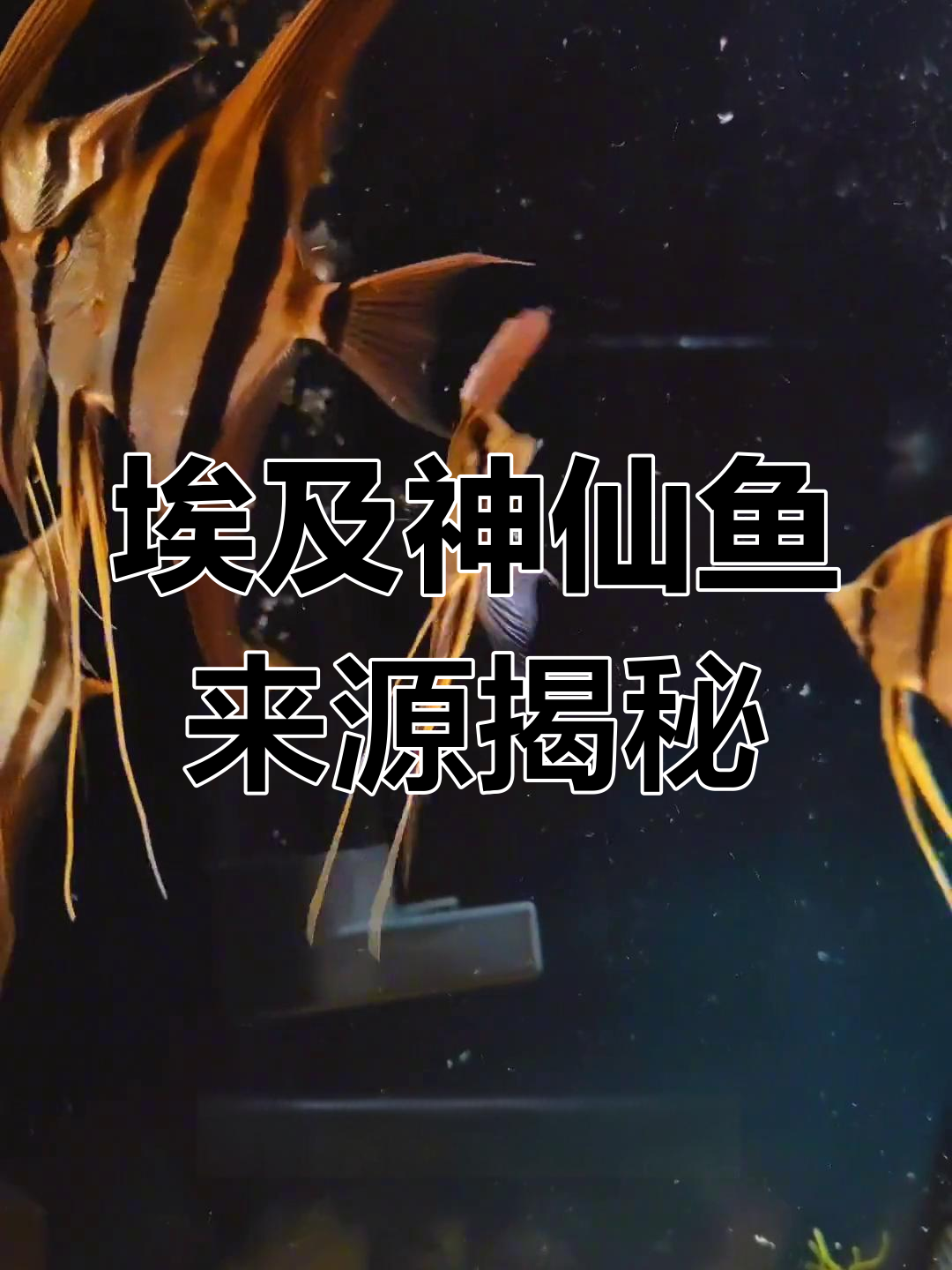 埃及神仙鱼的独特生存环境与定水过程