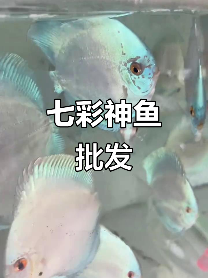 七彩神仙鱼,蓝巨人全尺寸批发,全国发货