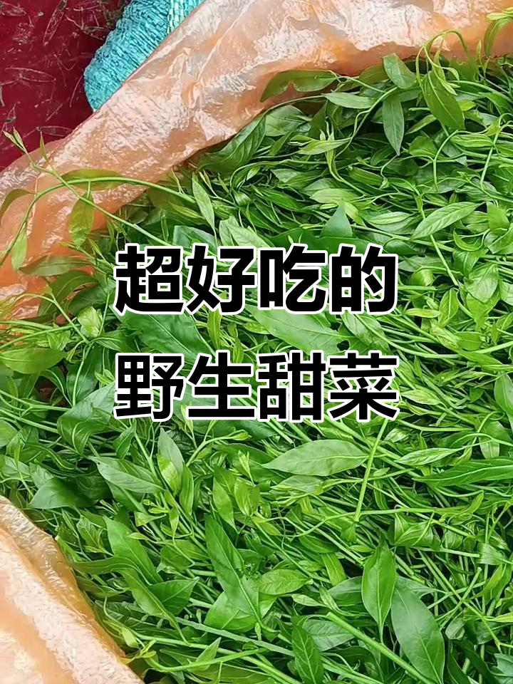野生甜菜大揭秘,口感超乎想象!