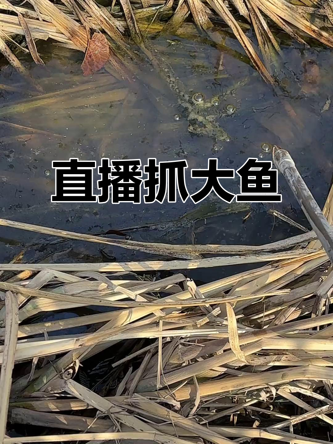 直播抓巨物,二十多年草沟挑战!