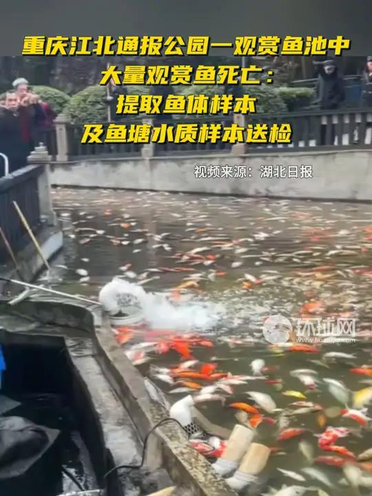 重庆江北通报公园一观赏鱼池中大量观赏鱼死亡:提取鱼体样本及鱼塘水质样本送检