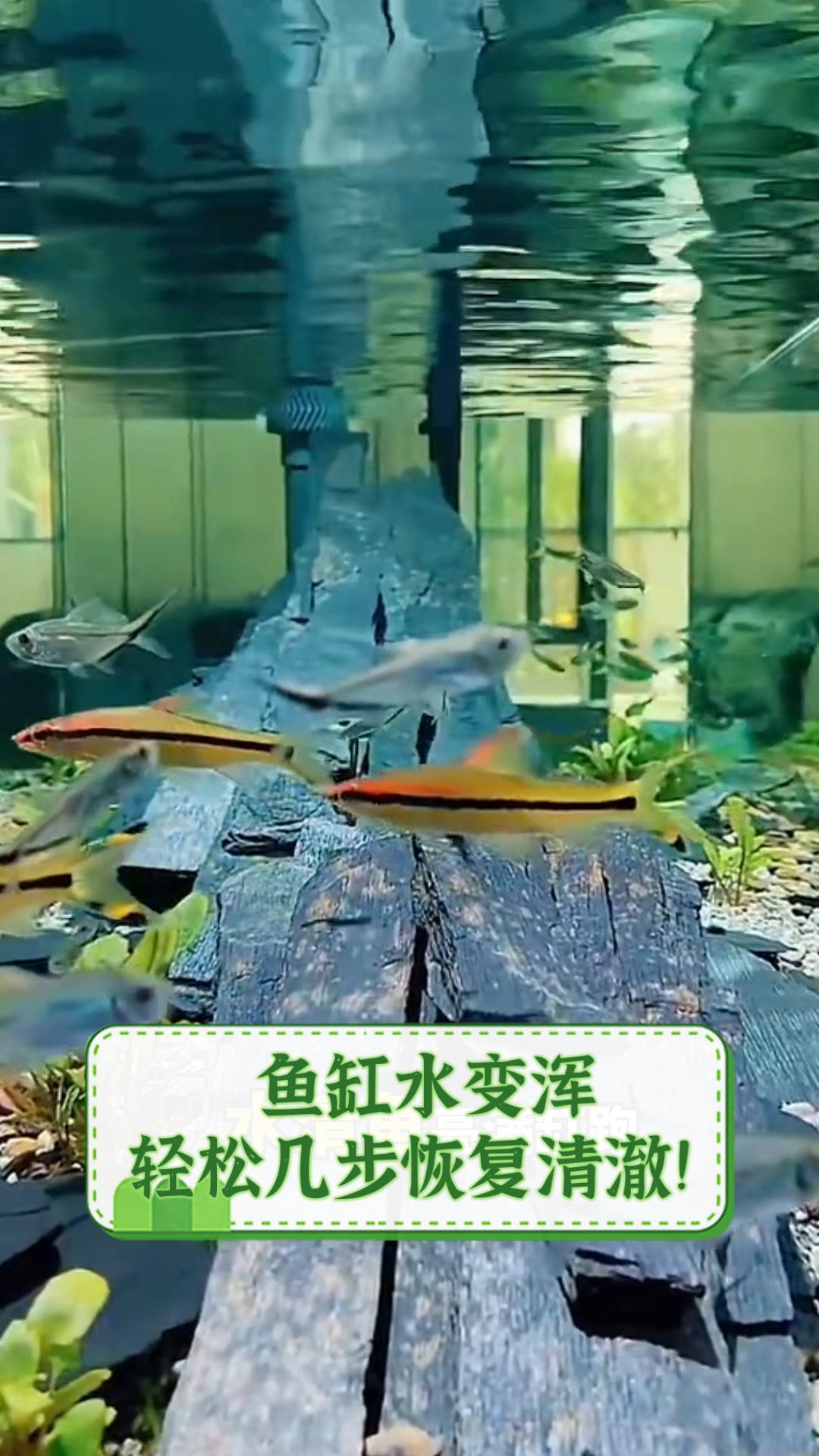鱼缸水变浑,轻松几步恢复清澈!