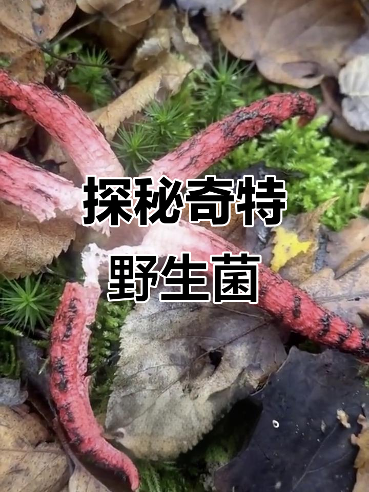 带你认识那些奇特的野生菌菇,有些能吃但别乱采