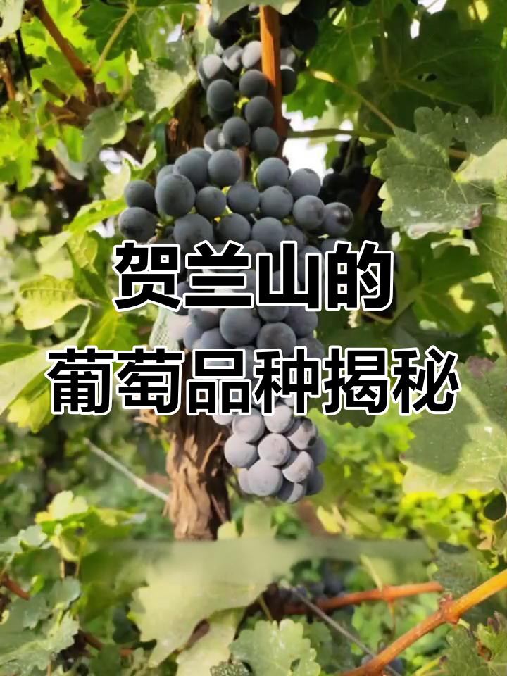 探秘贺兰山葡萄酒品种,赤霞珠、美乐等一应俱全