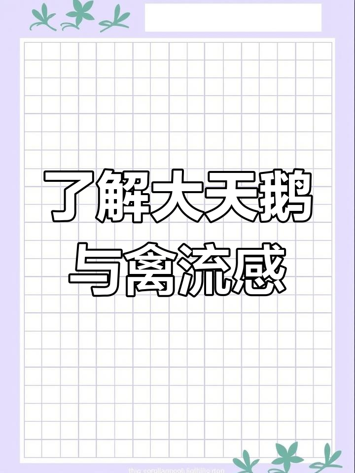 大天鹅的忠诚与危险:禽流感防控知识