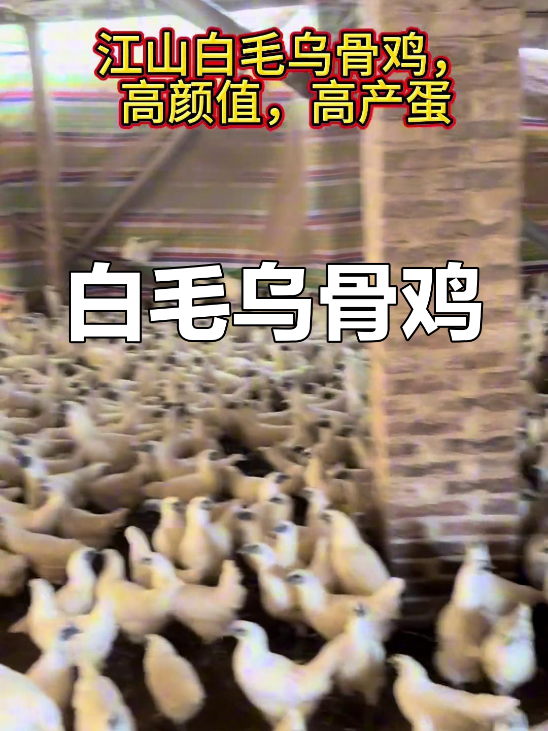 衢州白毛乌骨鸡,美丽与产蛋力兼具的独特品种