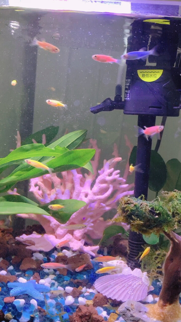 养鱼一周,蓝色斑马鱼好凶,追着同类咬