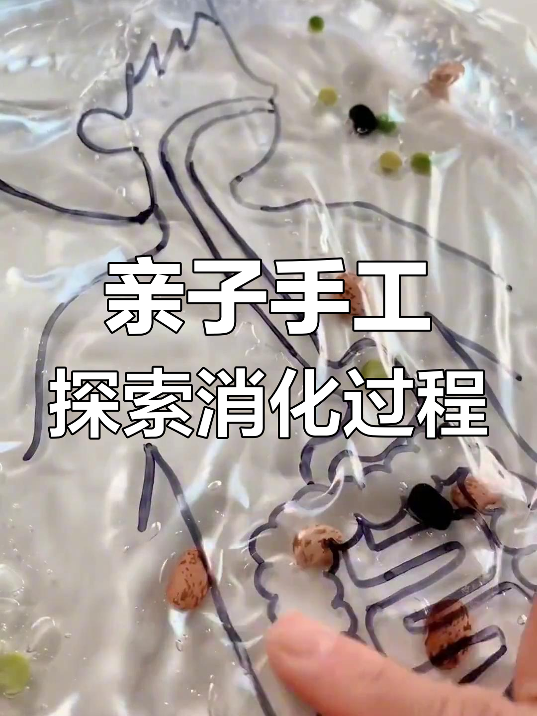 用保鲜袋做消化系统模型,让孩子了解食物如何流动