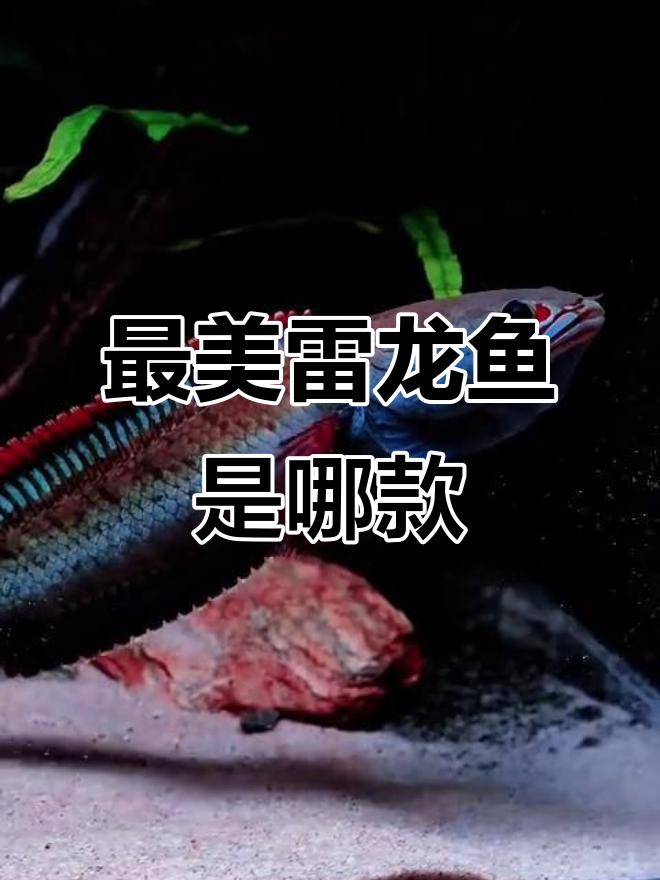 雷龙鱼品种大揭秘,哪条最美最可爱?