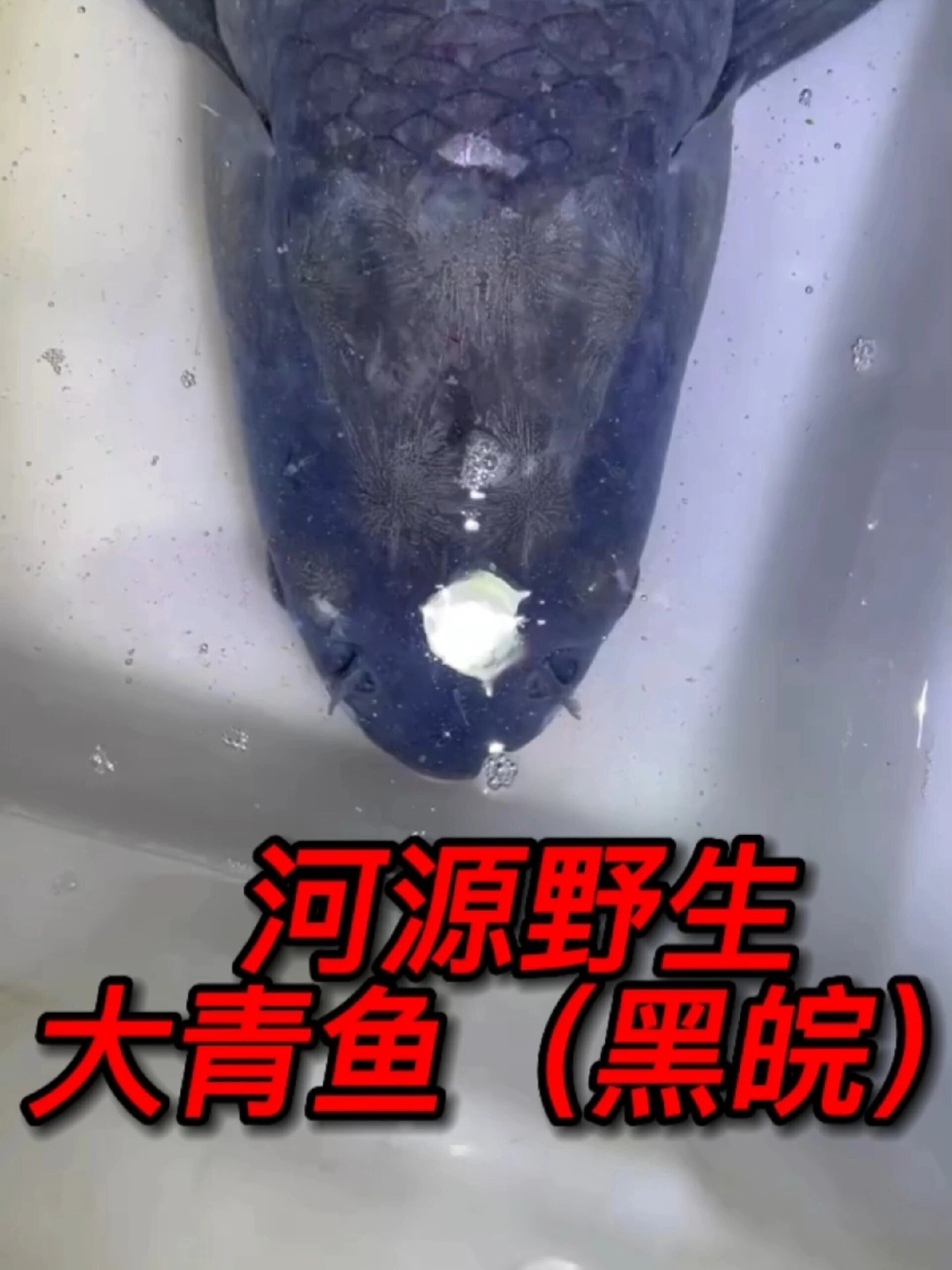 河源野生大青鱼(黑皖)
