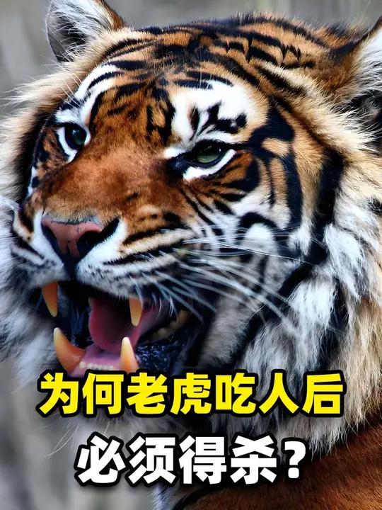 吃人老虎有多可怕?一只吃过人的孟加拉虎,曾是两个国家的噩梦 动物 老虎 孟加拉虎