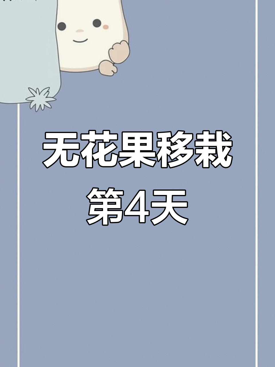 新疆早黄无花果移栽第四天,夜晚打手电查看生长情况