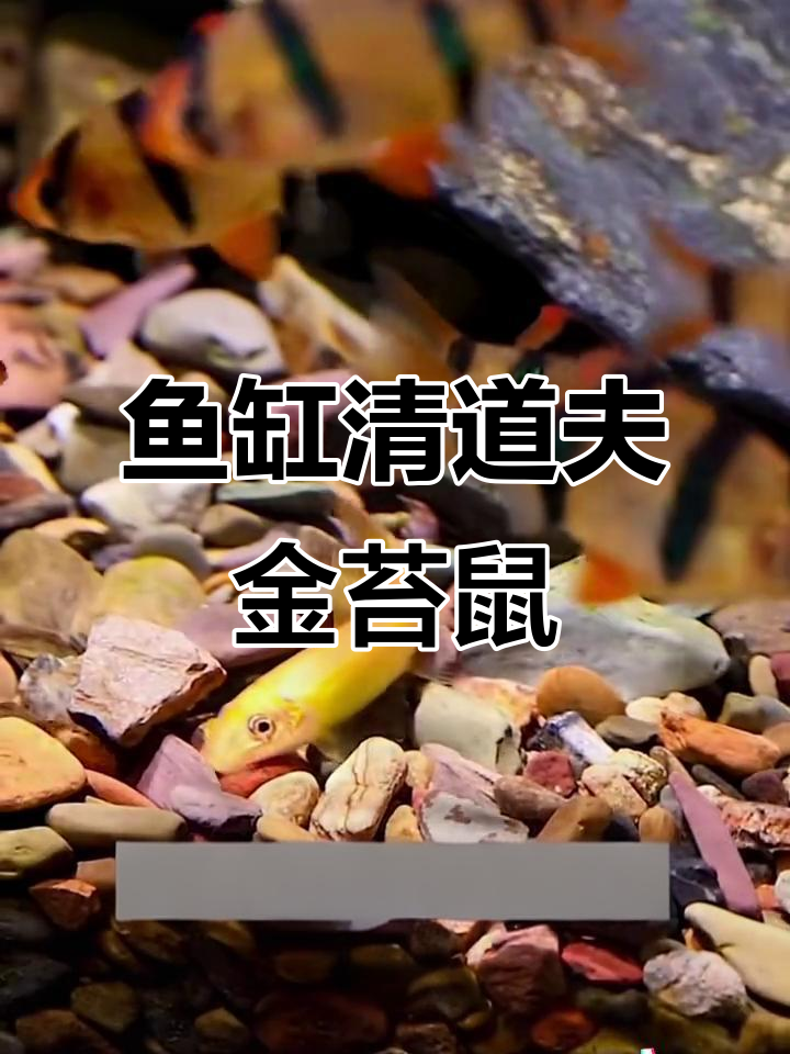 金苔鼠:鱼缸清洁小能手,轻松去除藻类和残渣