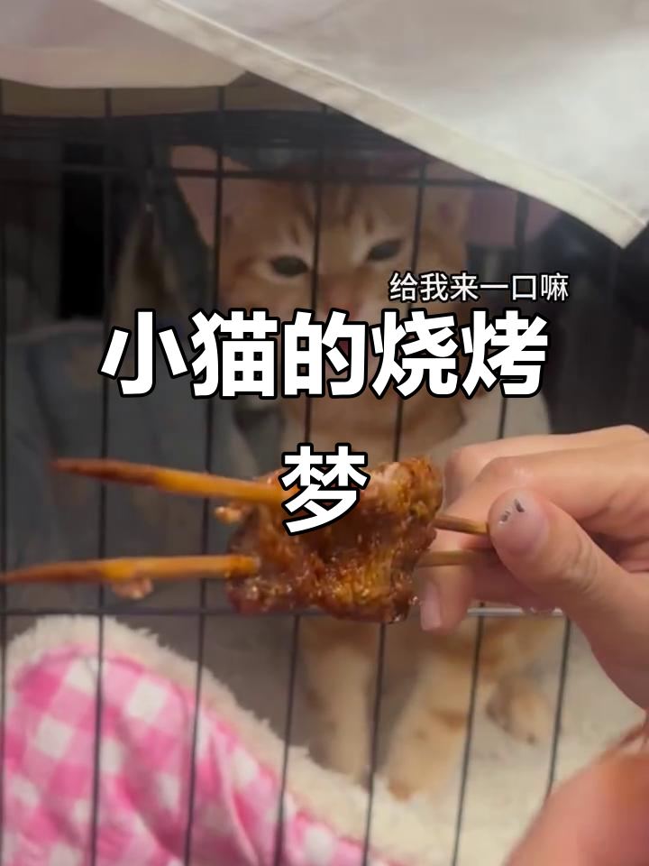 小猫能吃烧烤吗?看它急成这样!