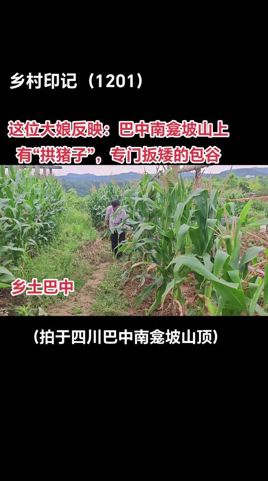 玉米快成熟了,“拱猪子”开始出山了!原创视频 乡村气息 记录真实生活 纪实摄影 百姓生活