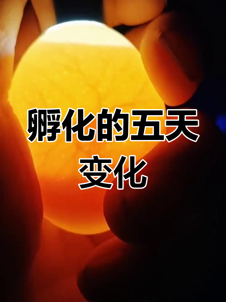 小鸡孵化全过程实拍,第五天与第七天的生长对比