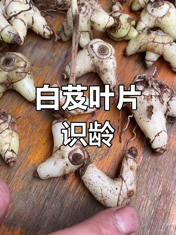 野生白芨的年份如何辨别?从叶子看年龄