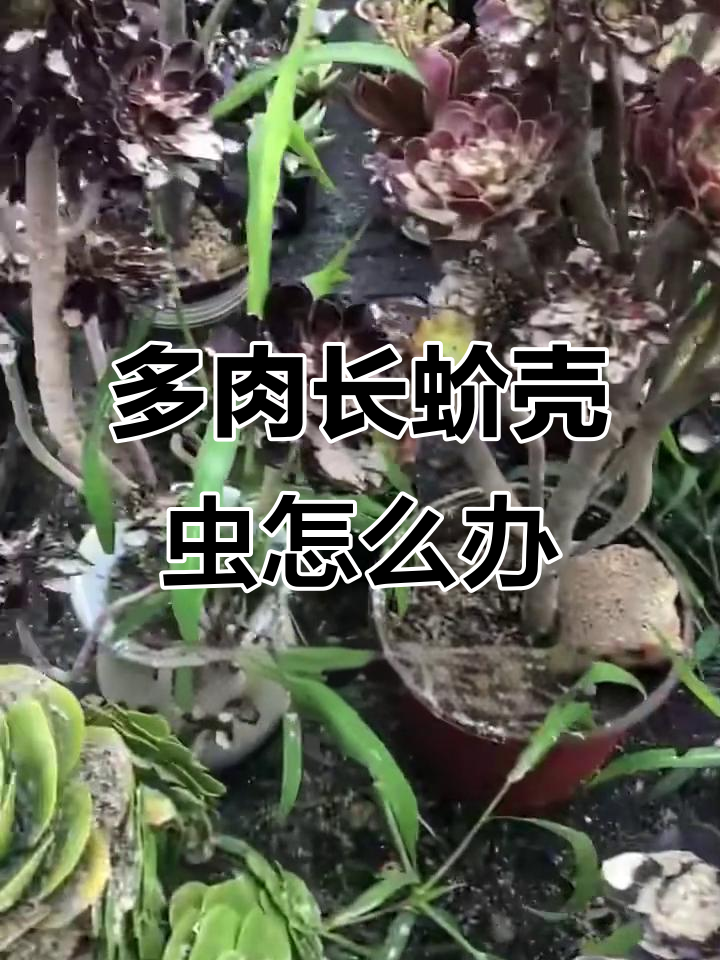 三招轻松搞定多肉蚧壳虫，牙签、酒精和低温冷冻全上阵！