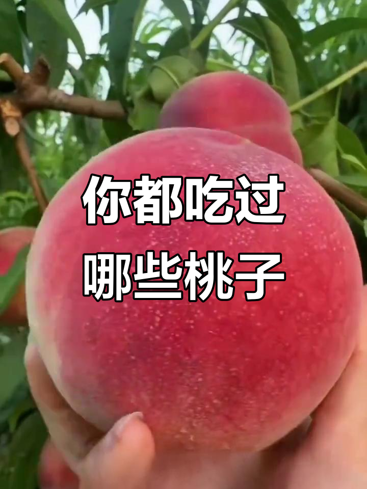 16种桃,你吃过几种?看看这些品种你能叫出名字吗